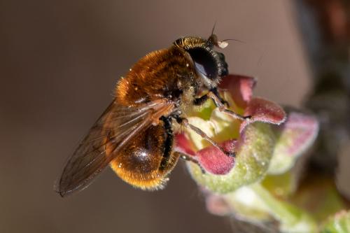 Cheilosia chrysocoma